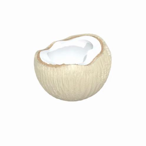 我是一只椰子🥥