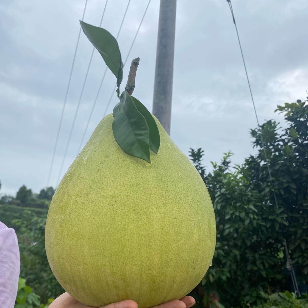 我是燕子