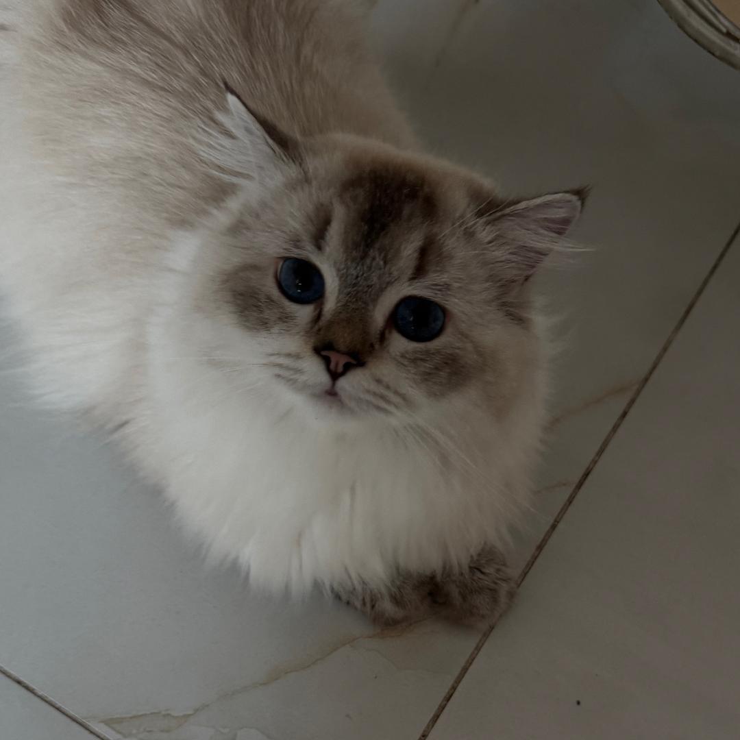 果冻是只小猫咪