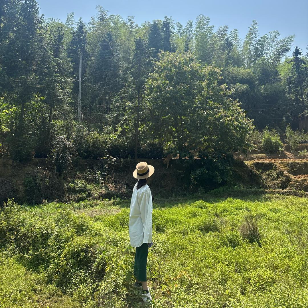 向花行 🌸