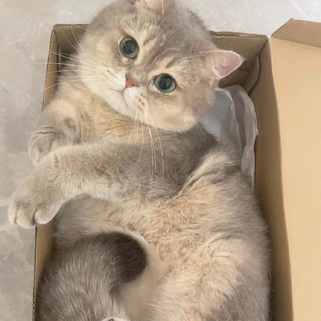 大胖橙汁
