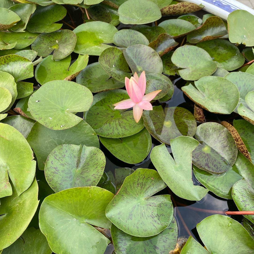 好人一生平安🚩