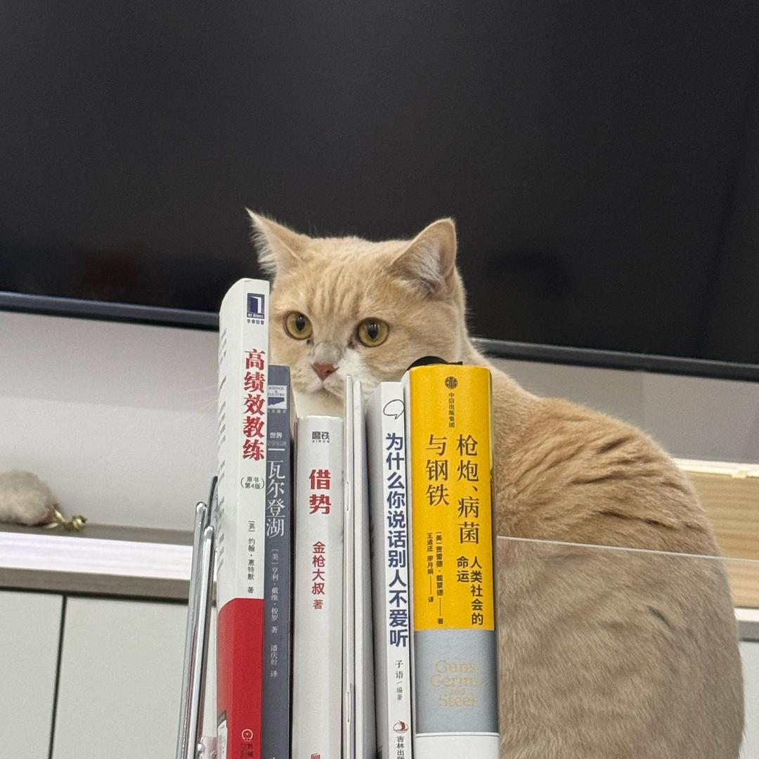 小猫日记