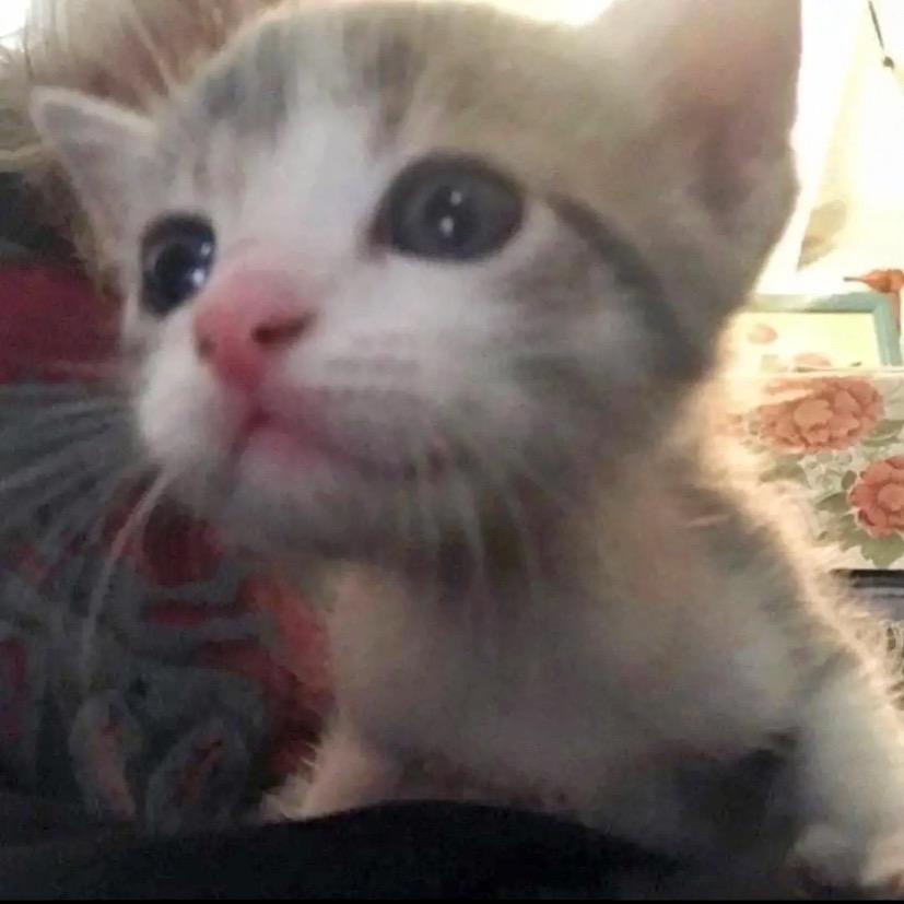 小猫日记