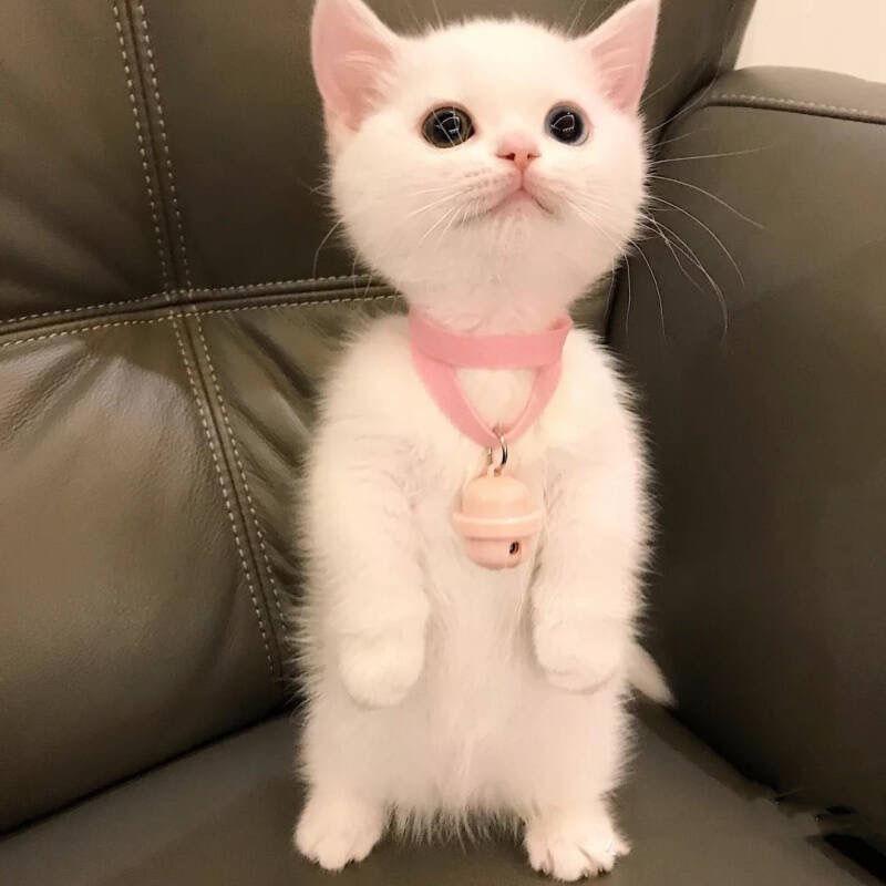 我是一只诱人的小猫咪