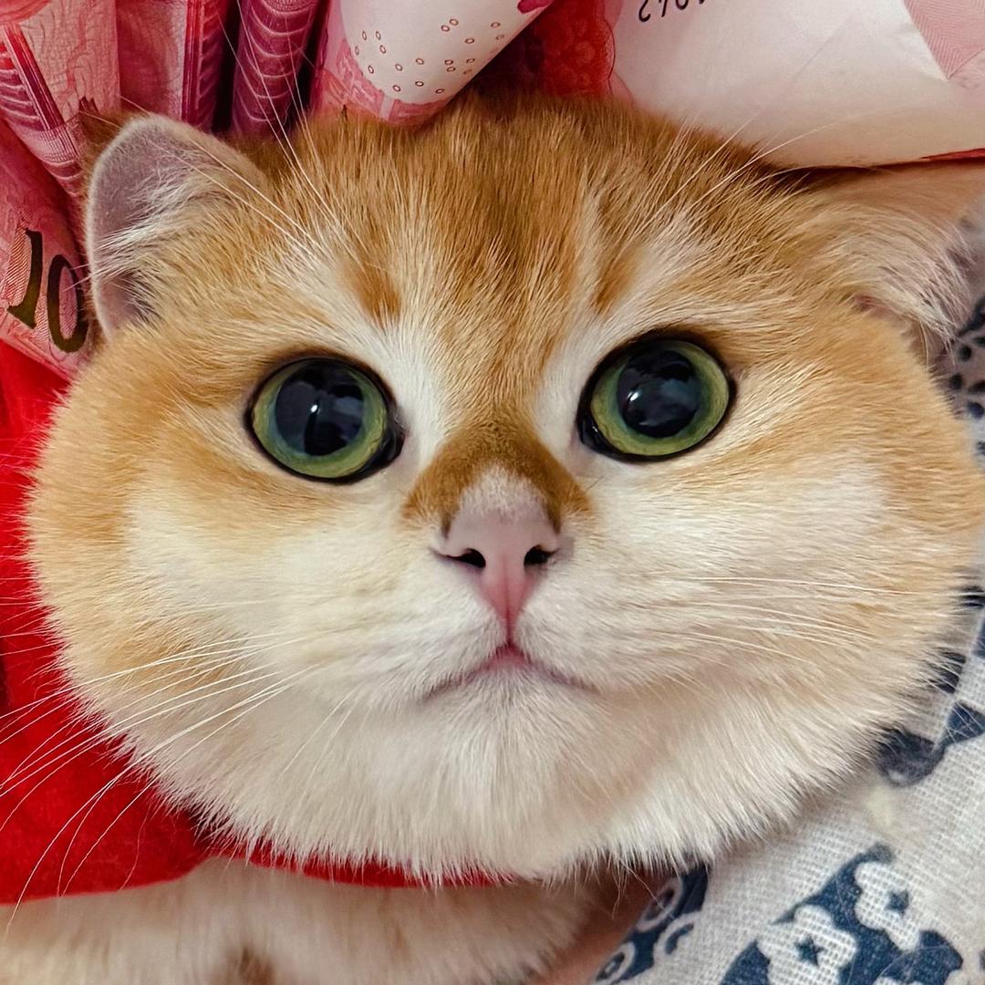 Roro
