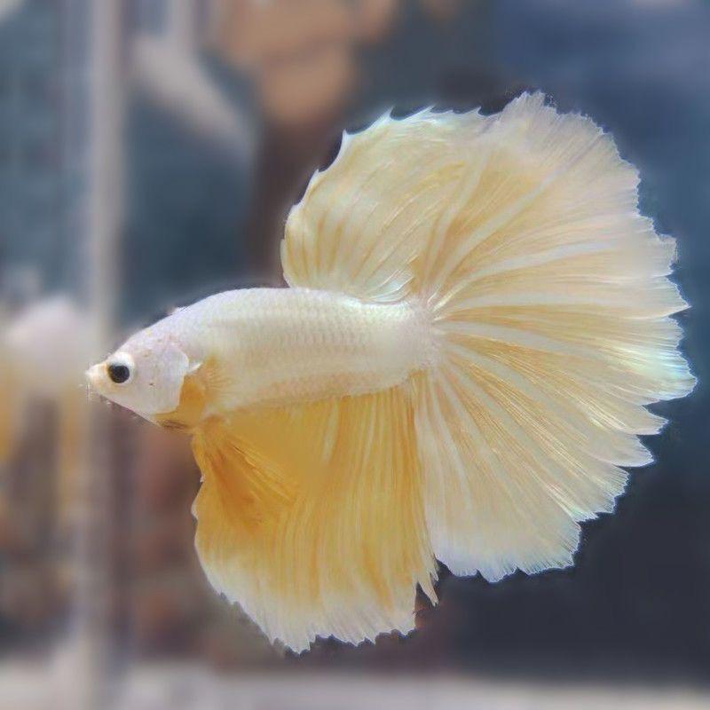 东兴泰斗水族馆
