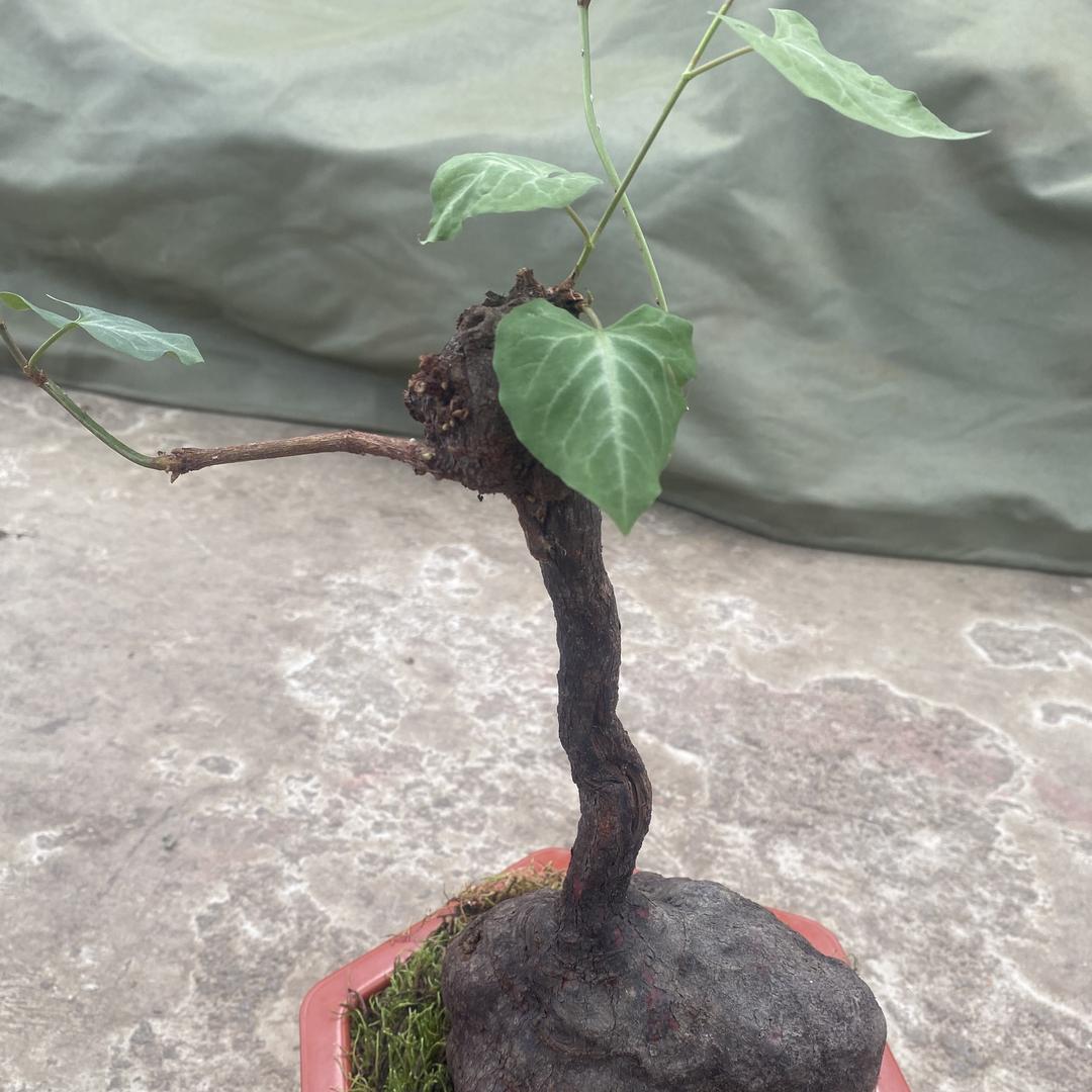 黔岭苗哥传统滋补优选