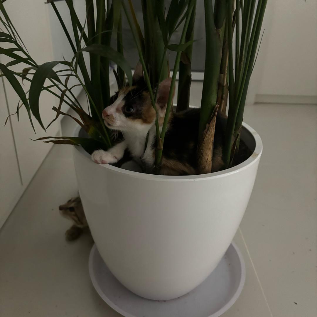 富贵儿与翠花儿的美好生活