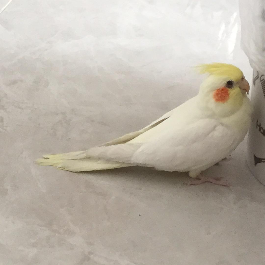 子林拆卡（和平精英）