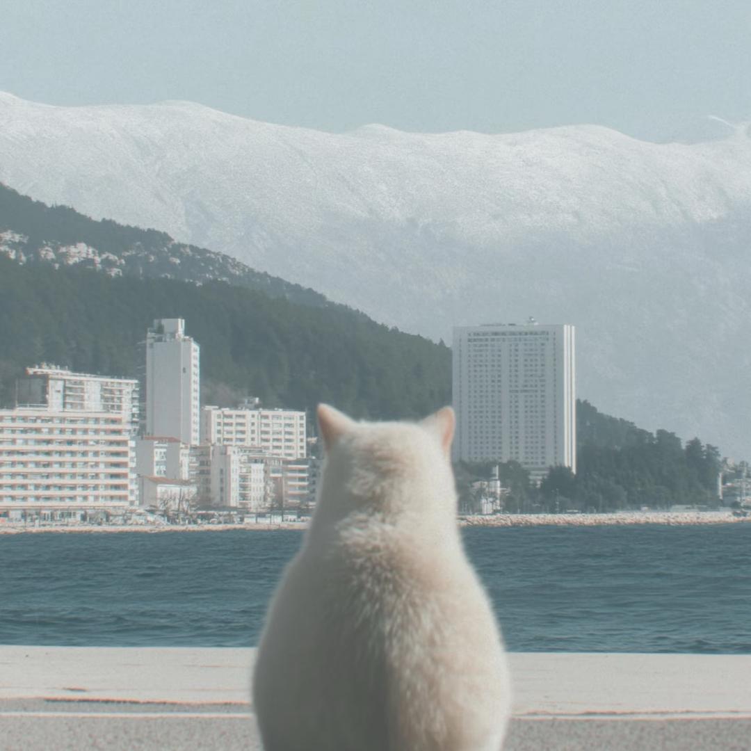 玳瑁i