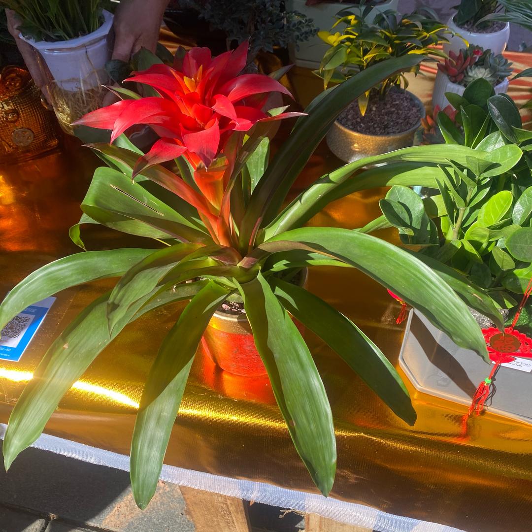 小太阳