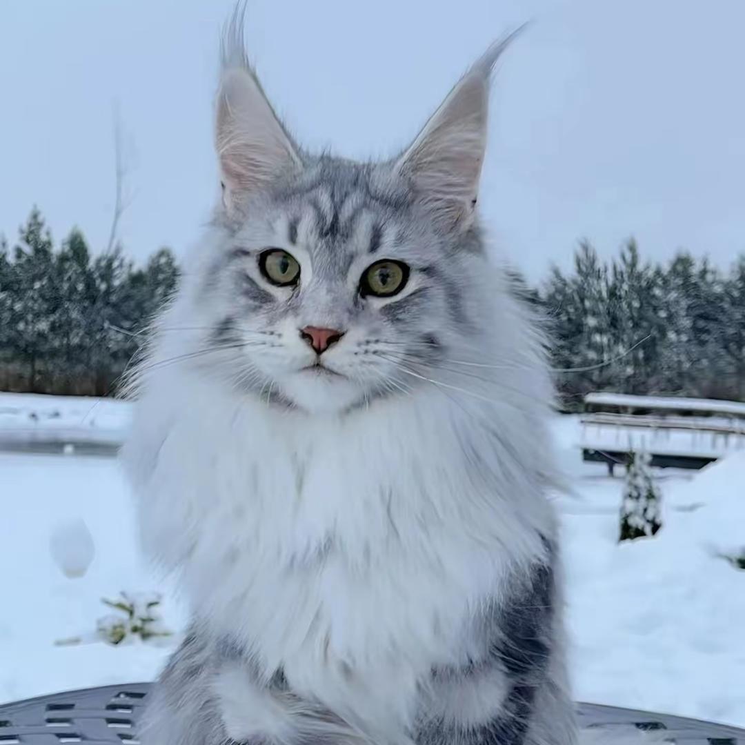 猴哥宠物仓库   新号开播