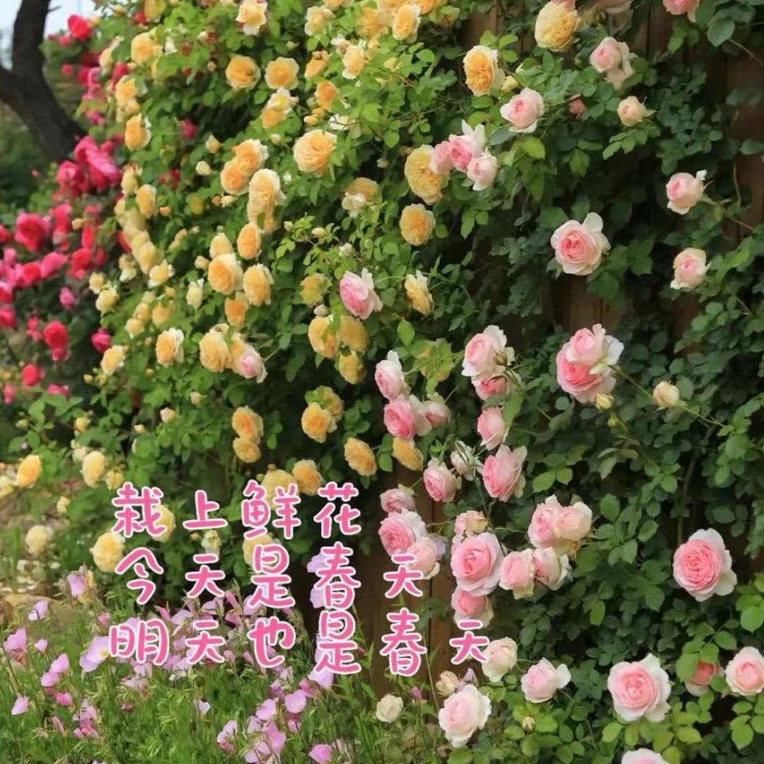 繁花悦·园艺