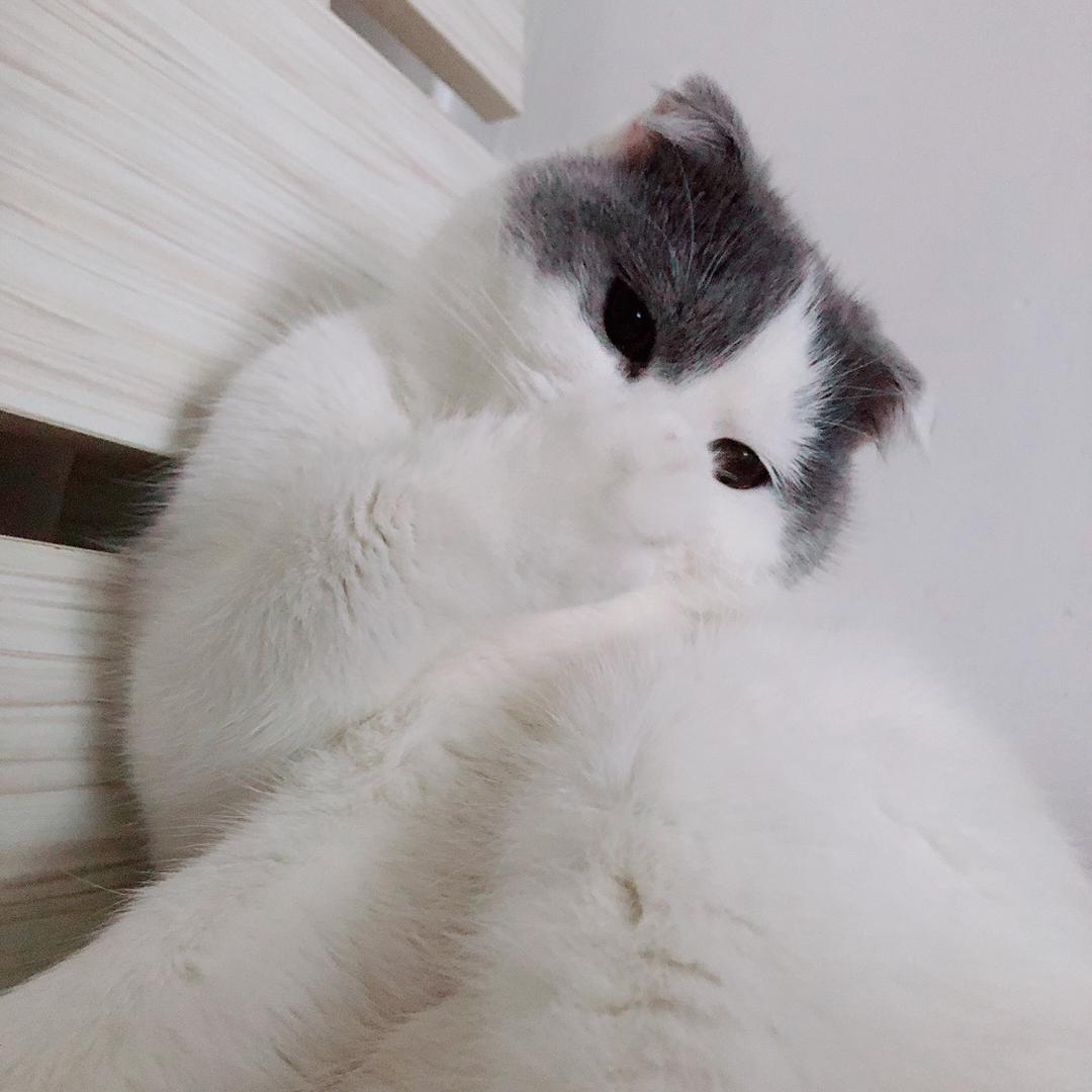 芃芃