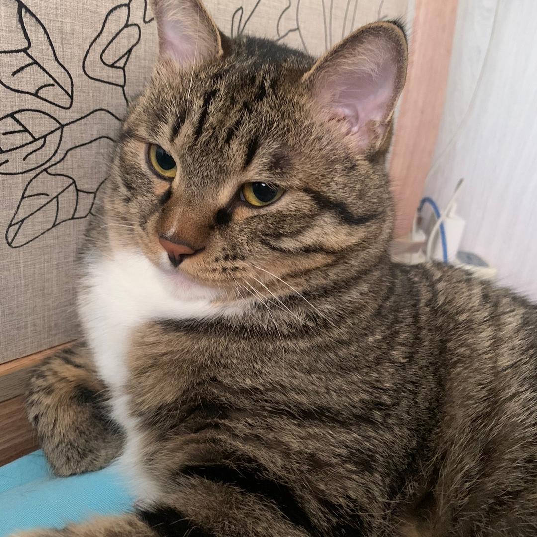 三只猫宝