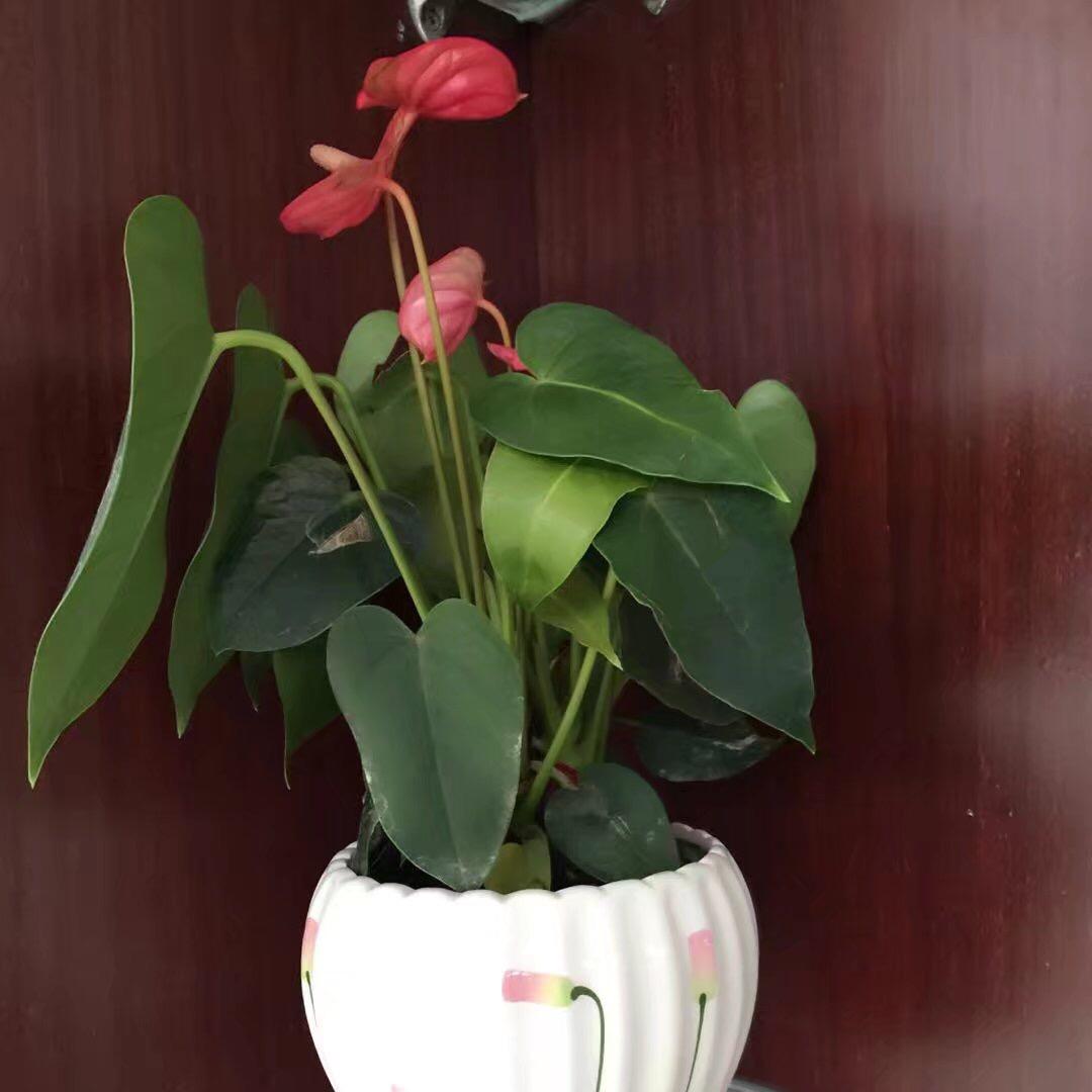 Wei珊珊