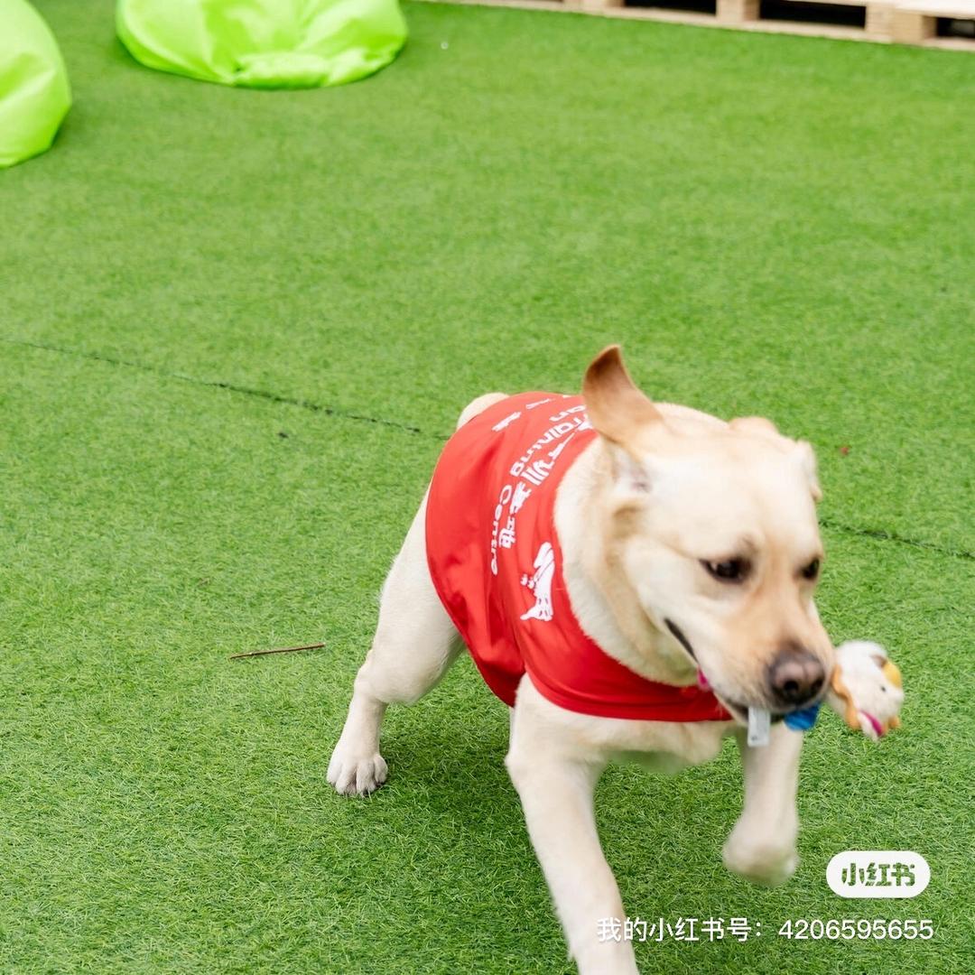 娇娇与@导盲犬二锦锦的日常