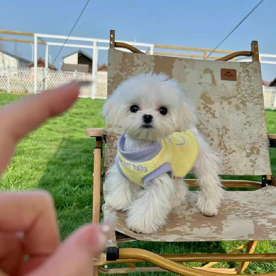 苏绾绾绾绾