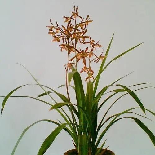 随心所欲a