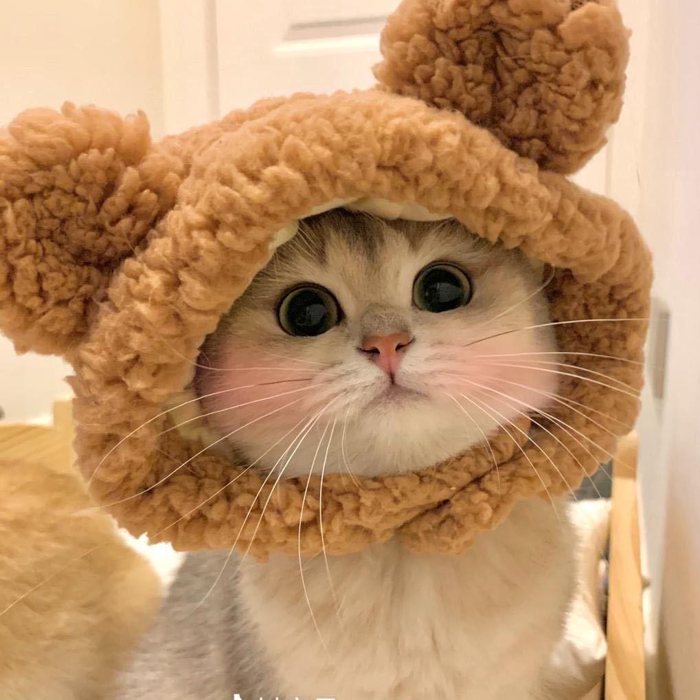 Ly 喵了个喵🐱