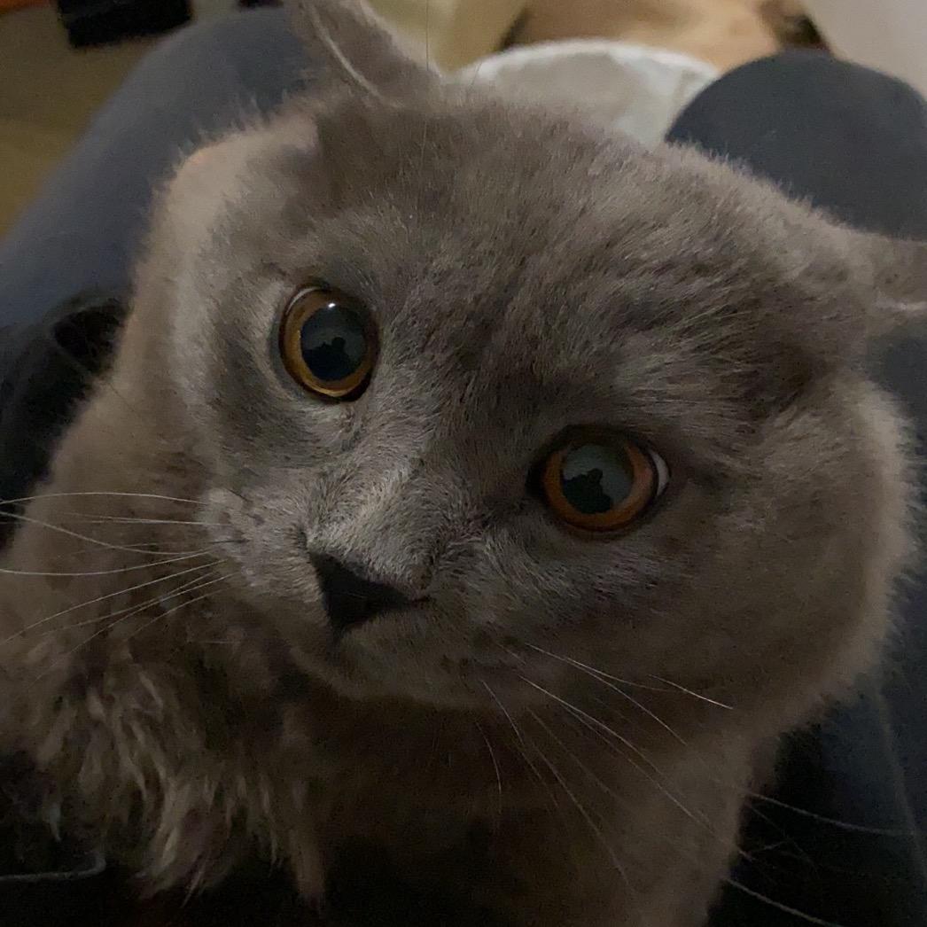 我是房东的猫