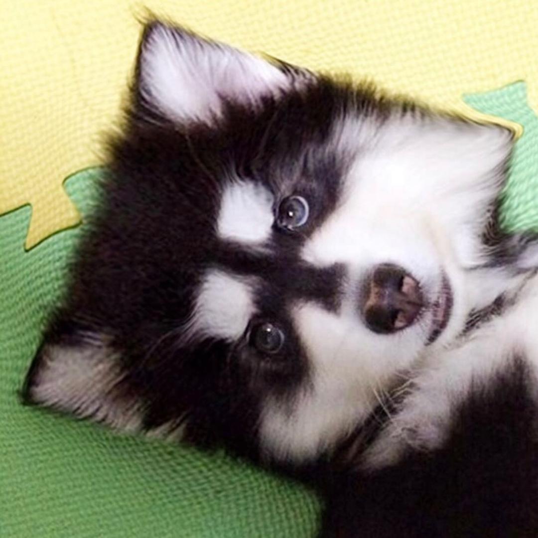 我有一只两脚兽@抖音