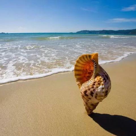 大海Hong