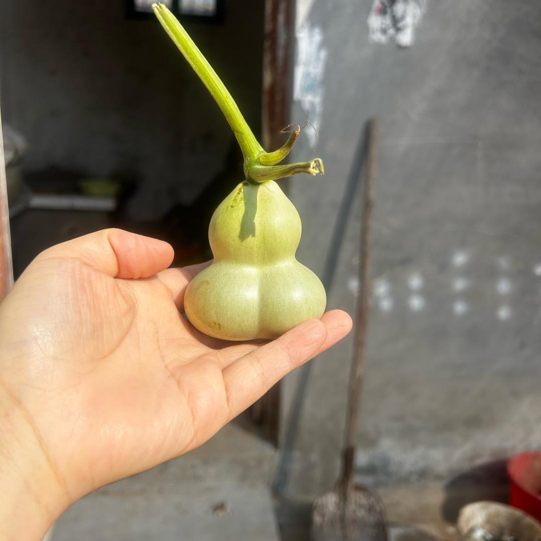 江江葫芦