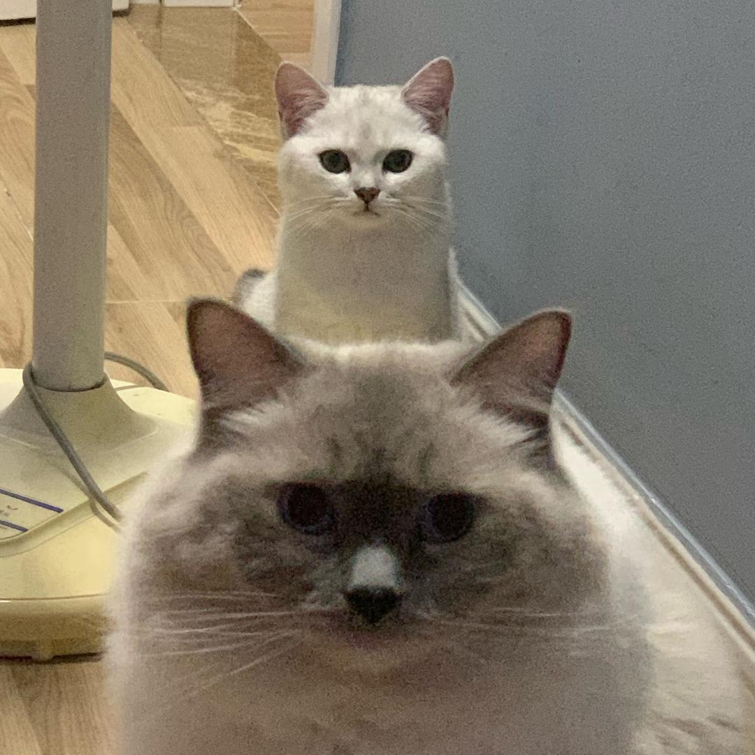 猫猪猫猪