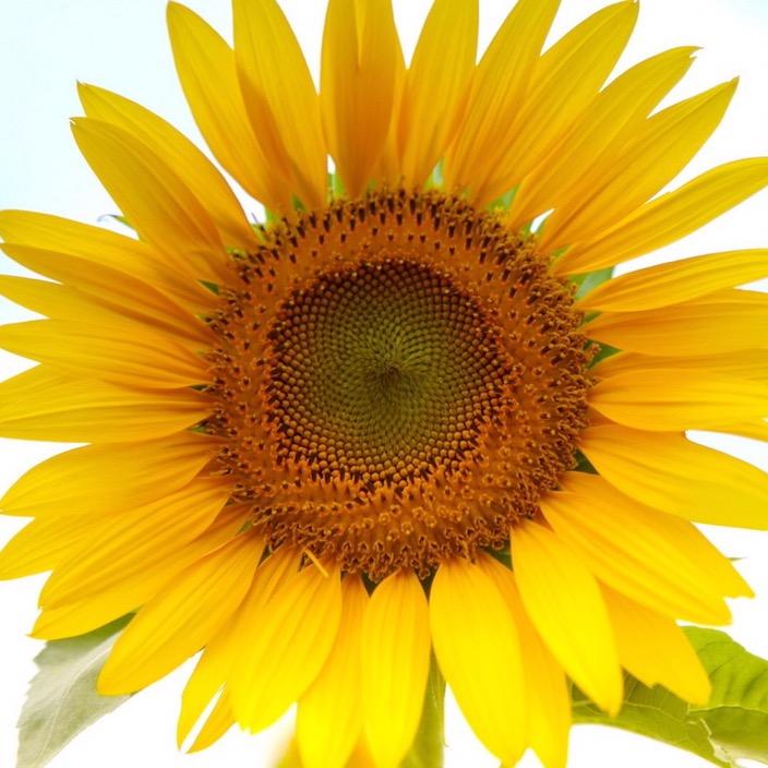 向日葵🌻