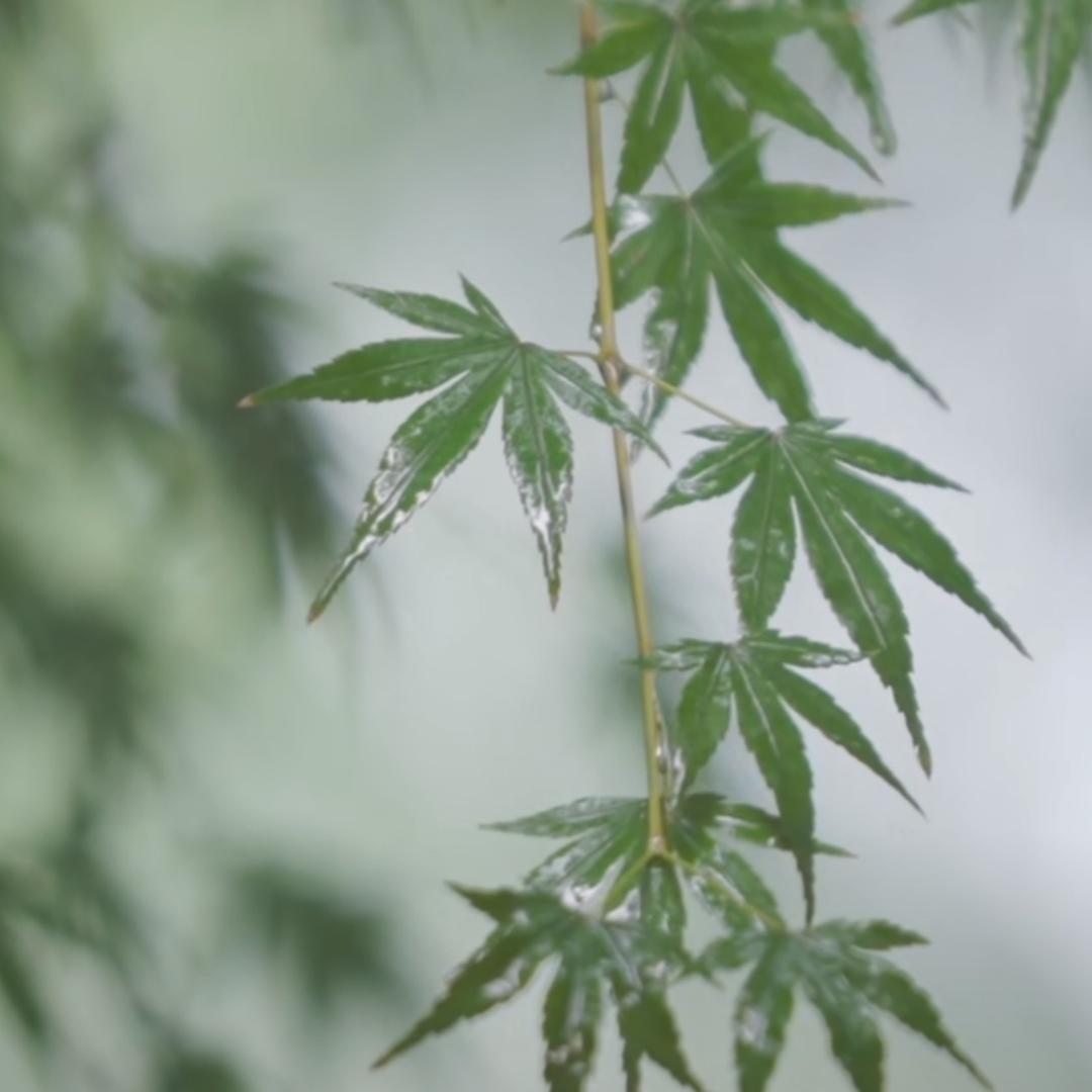 天官赐福、百无禁忌