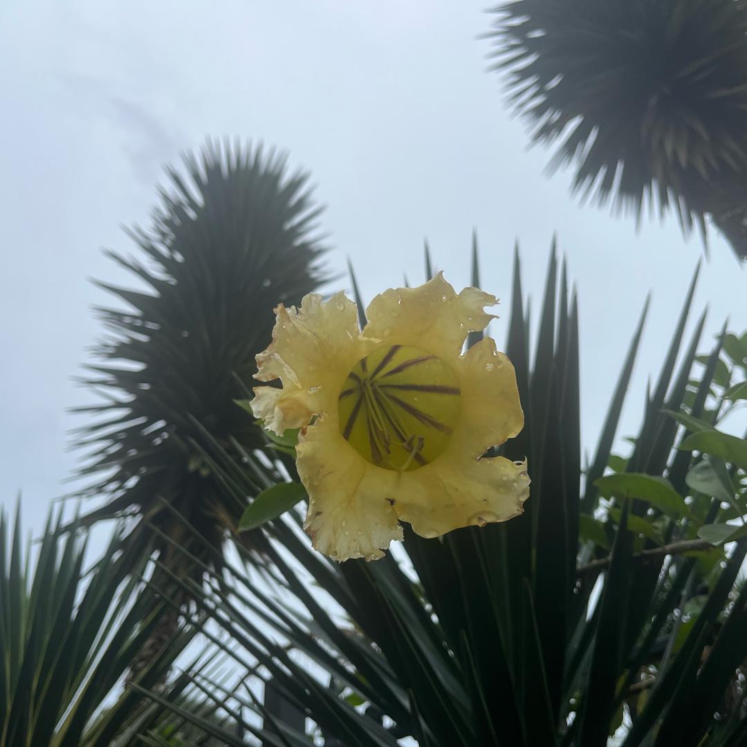 寒若冰