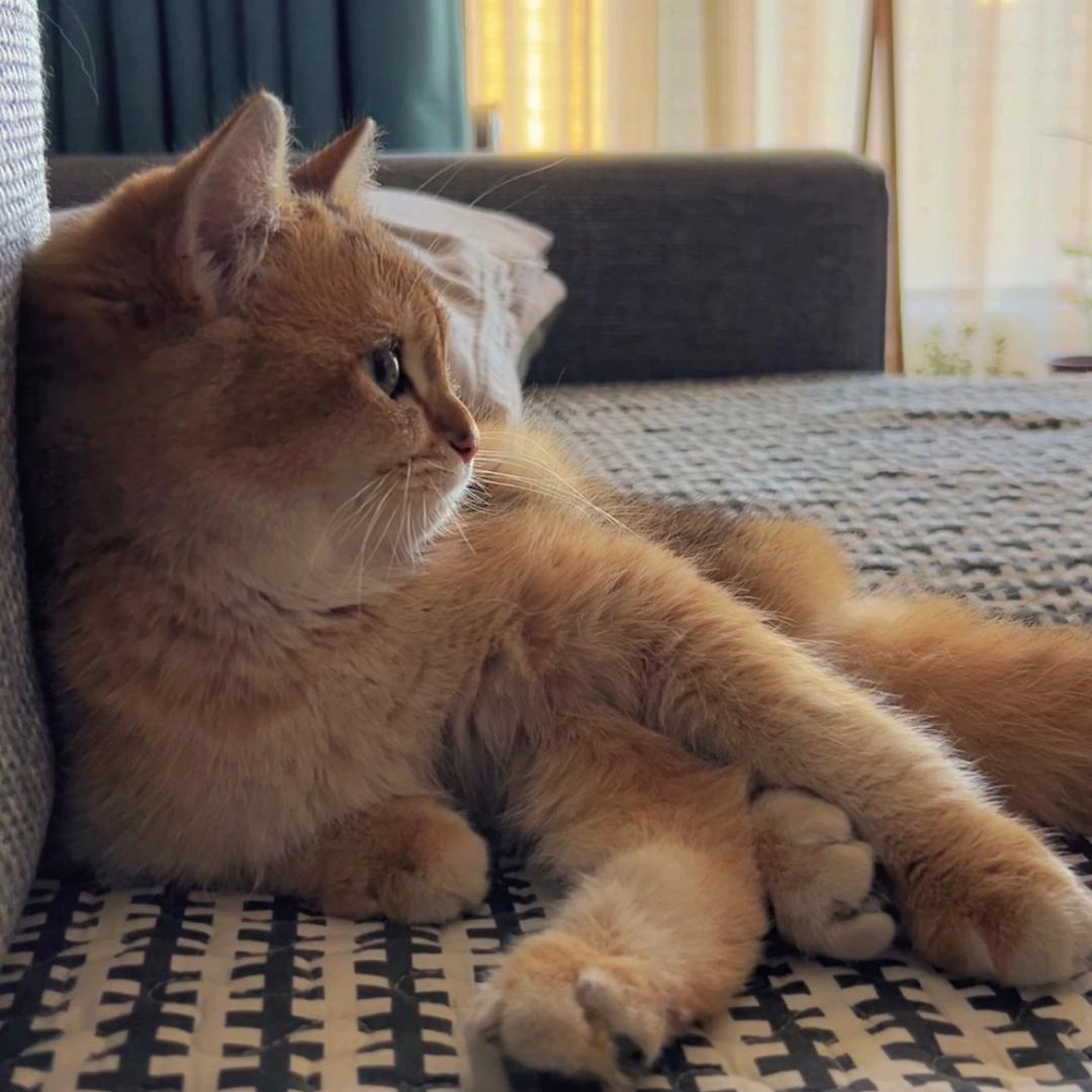 来福猫🐈‍⬛开饭喽🦭