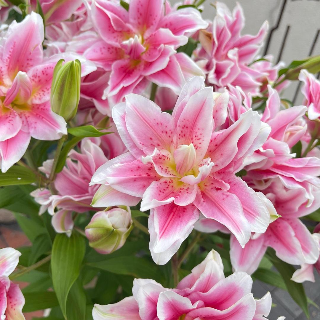 花先生与树姑娘