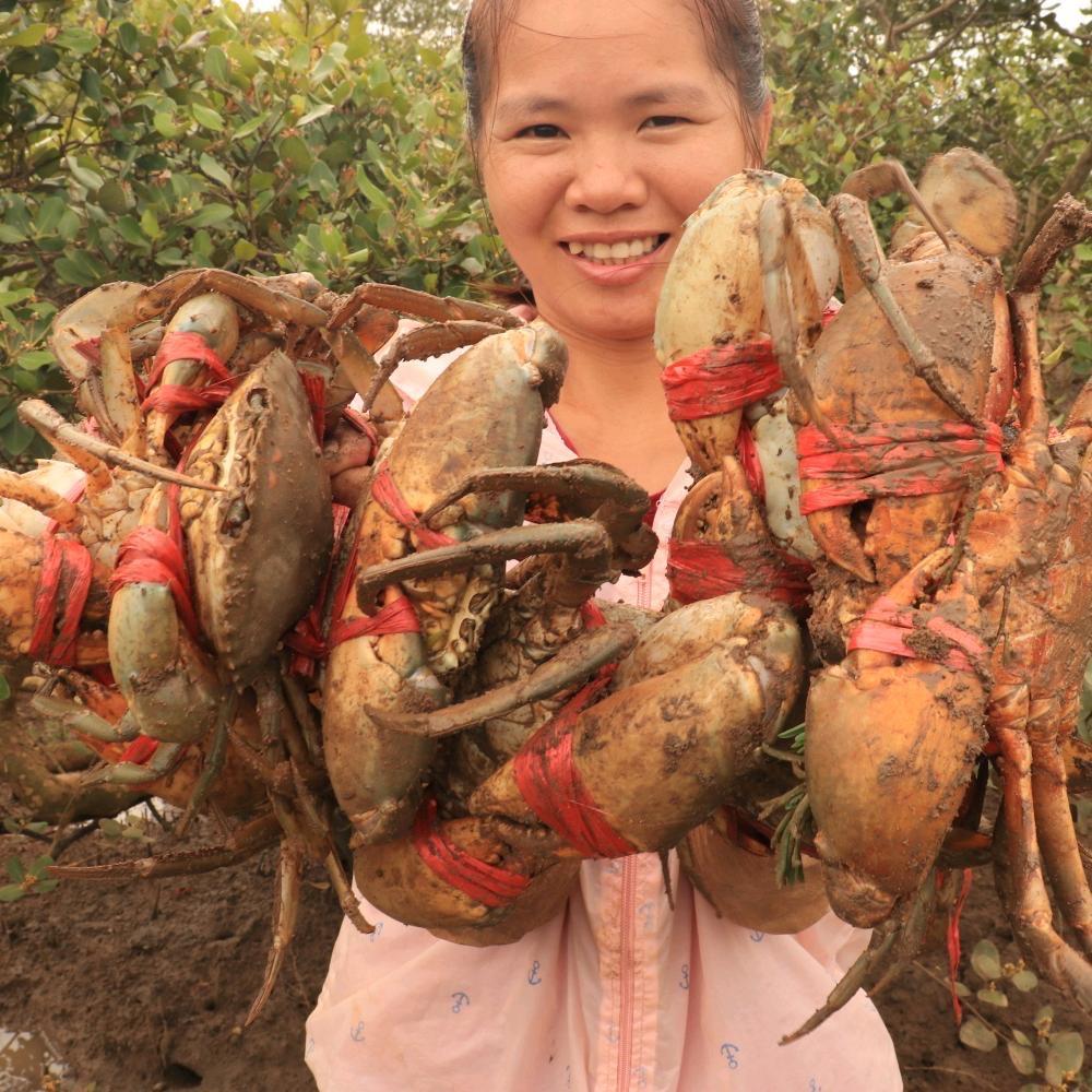 海村小梅