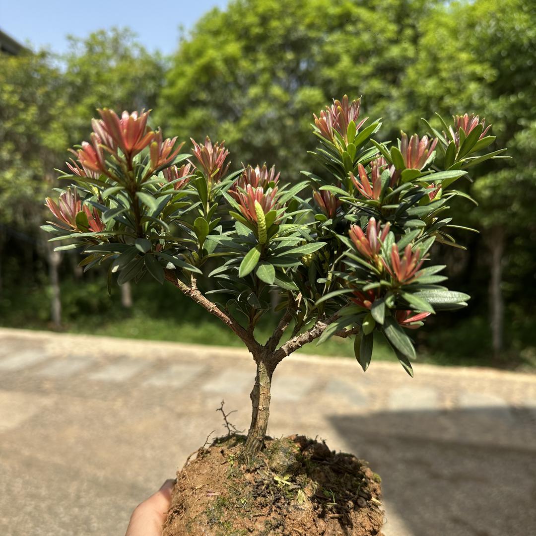 龙龍罗汉松盆景庄园