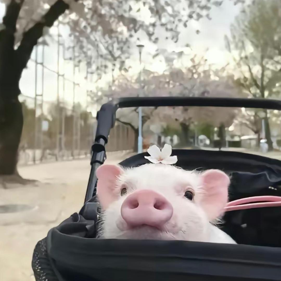 小威🐷