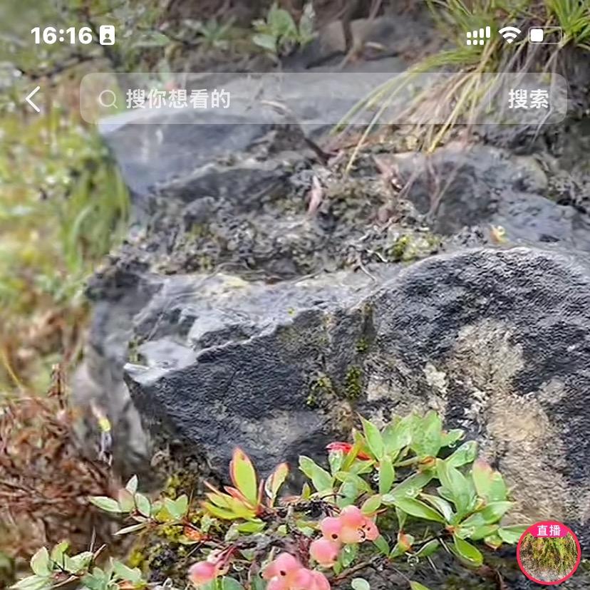 吼吼哈