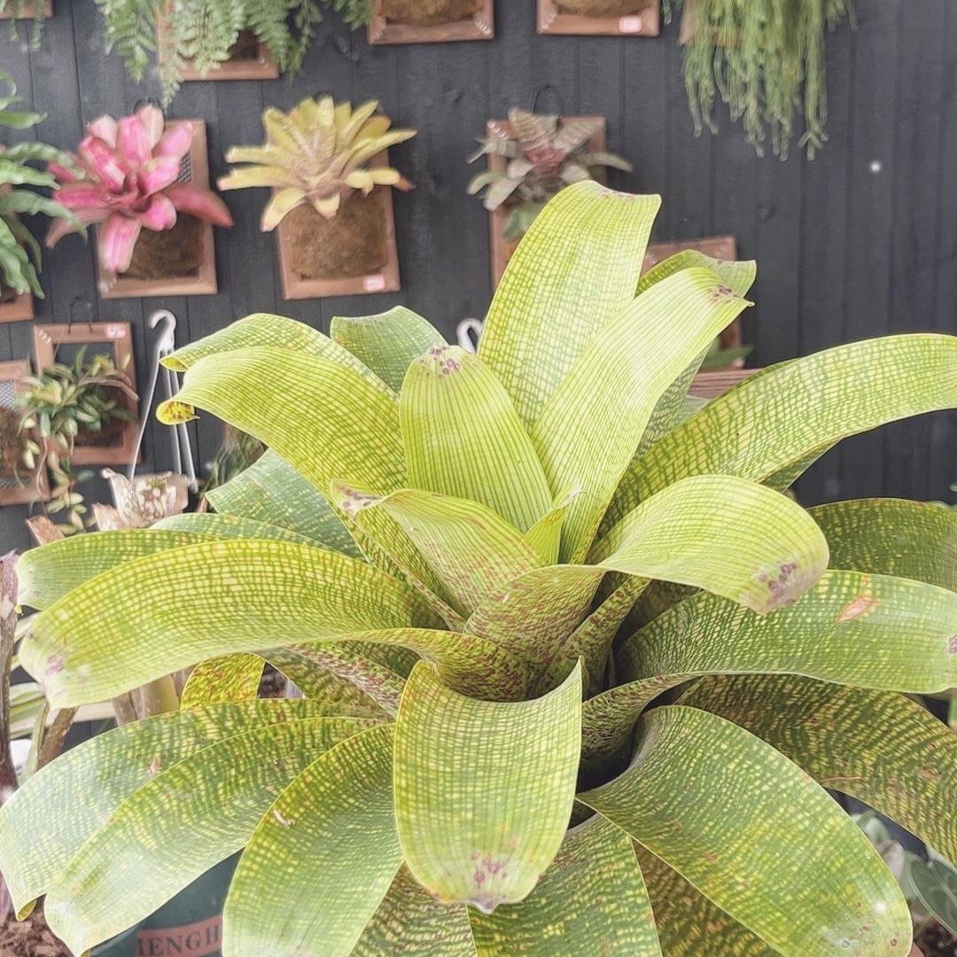 温室效应（鹿角蕨）