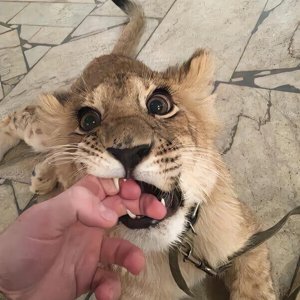 风再起时