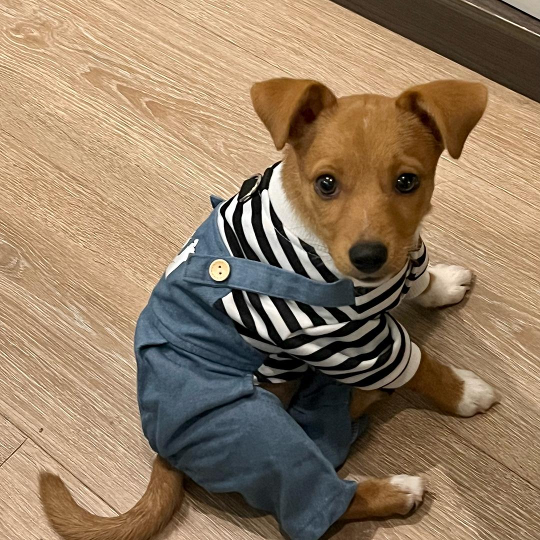 珺儿