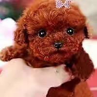 阳光首府玺苑~傅艳霞