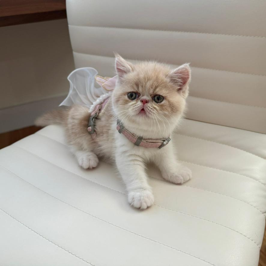 Hello kitty小猫