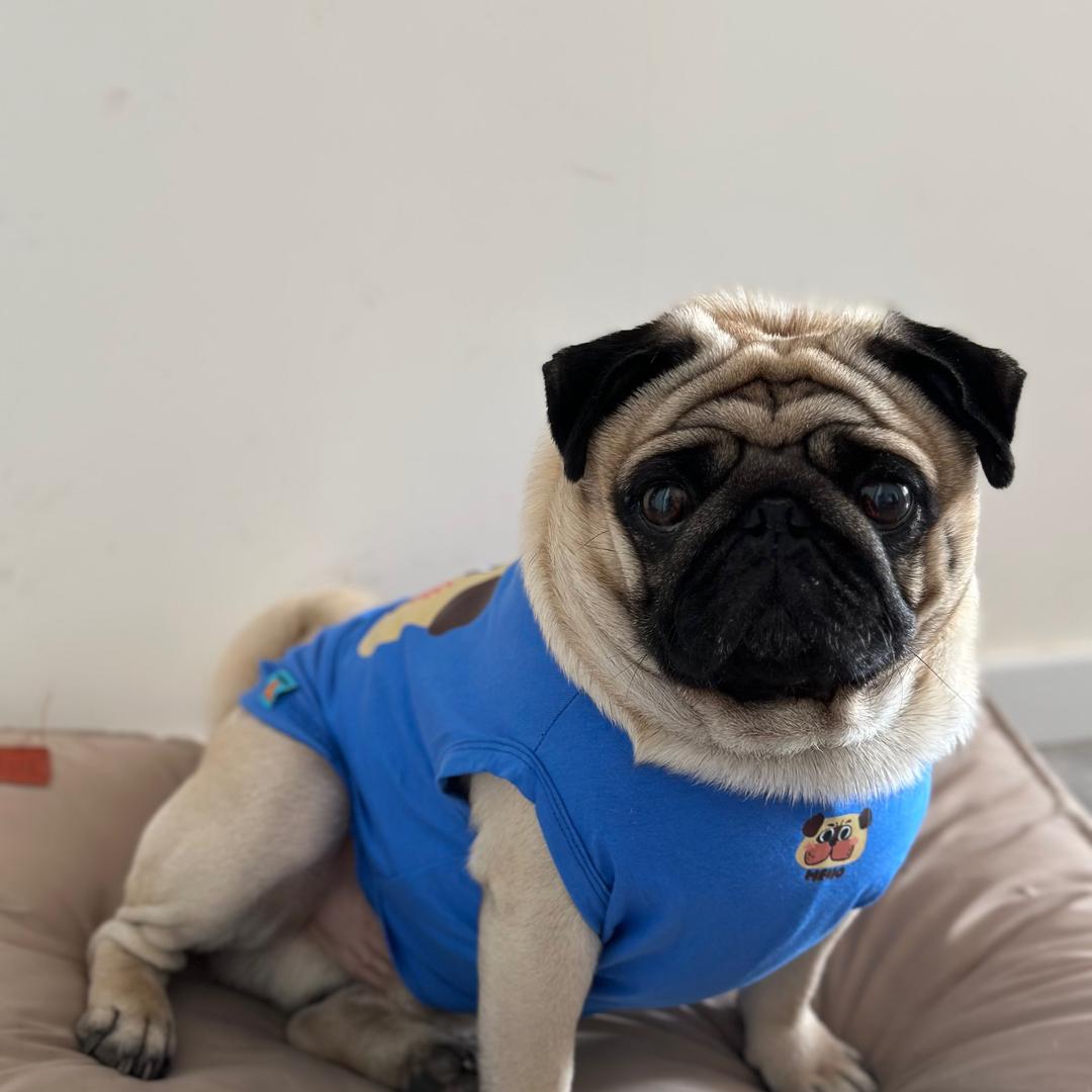 这只小巴叫金子