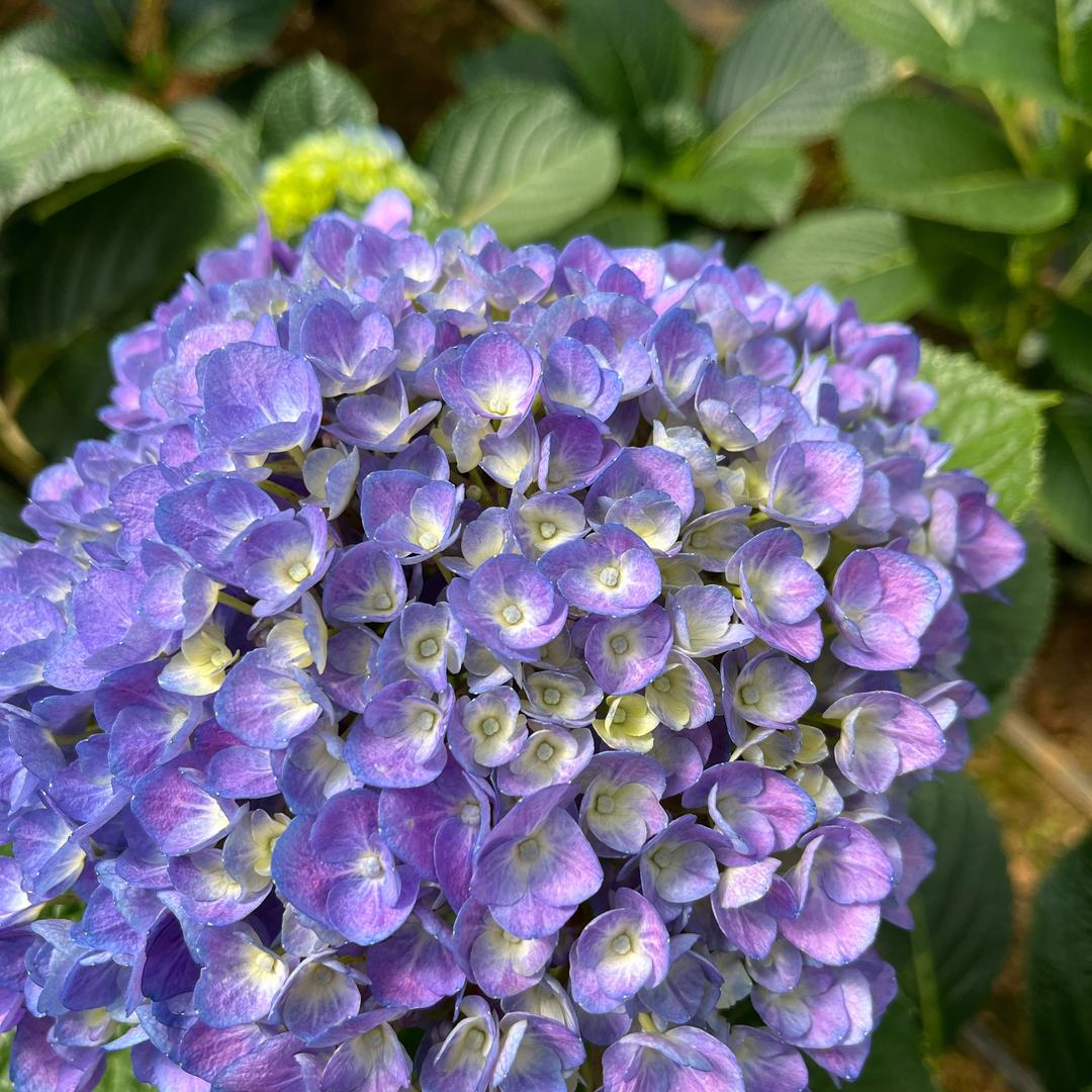 表弟家的绣球花卉