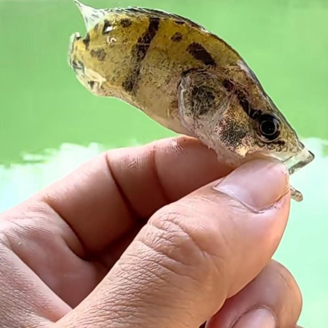 依楼听枫🎣