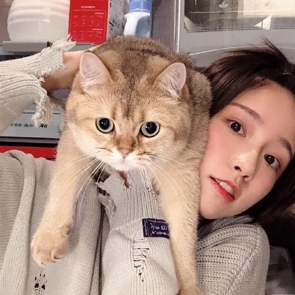 鱼港猫归