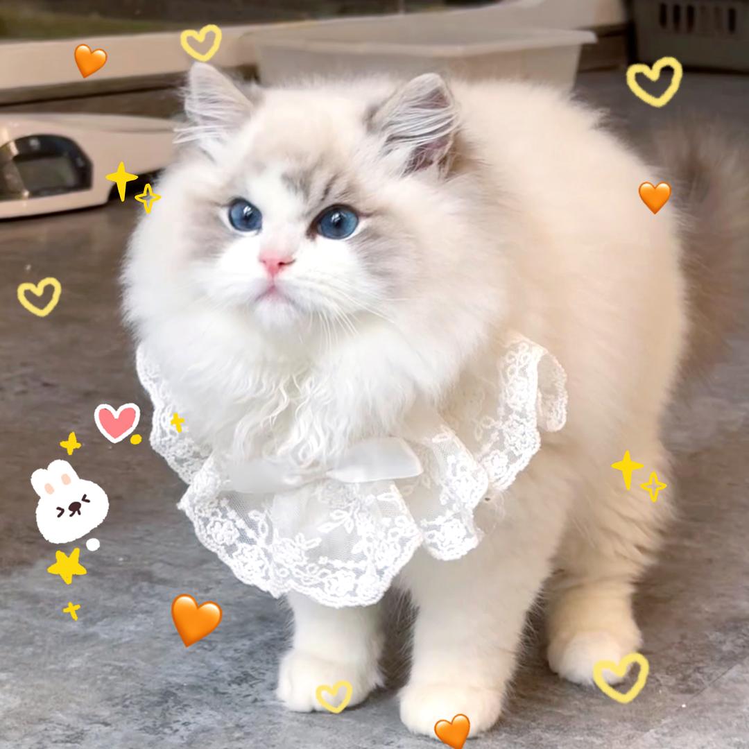 沉香布偶猫舍广东