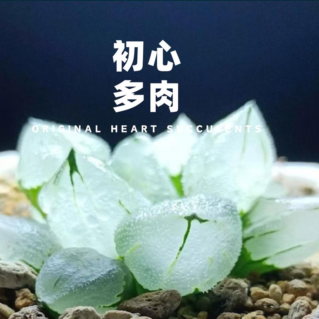 初心多肉